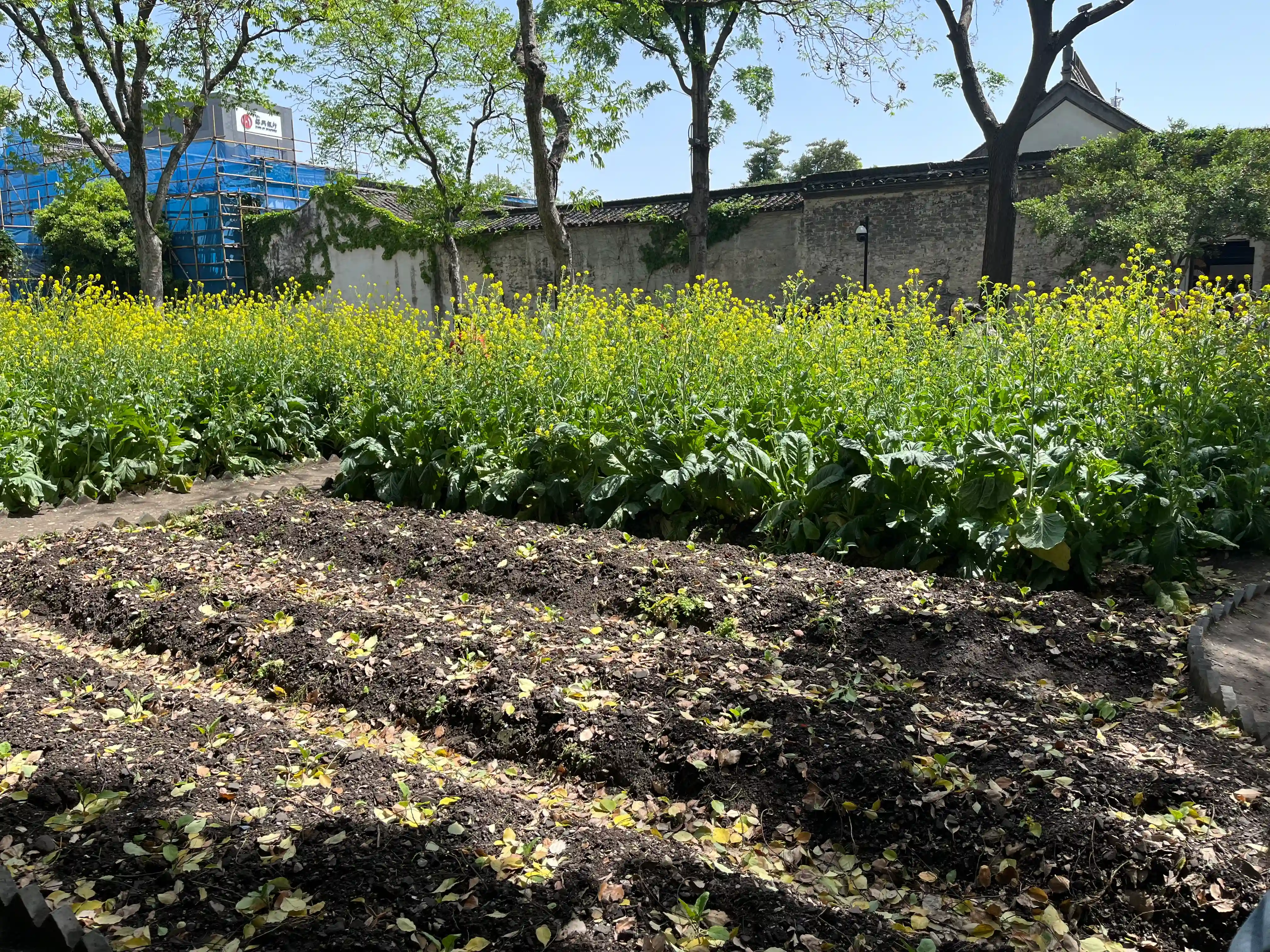 百草园菜地