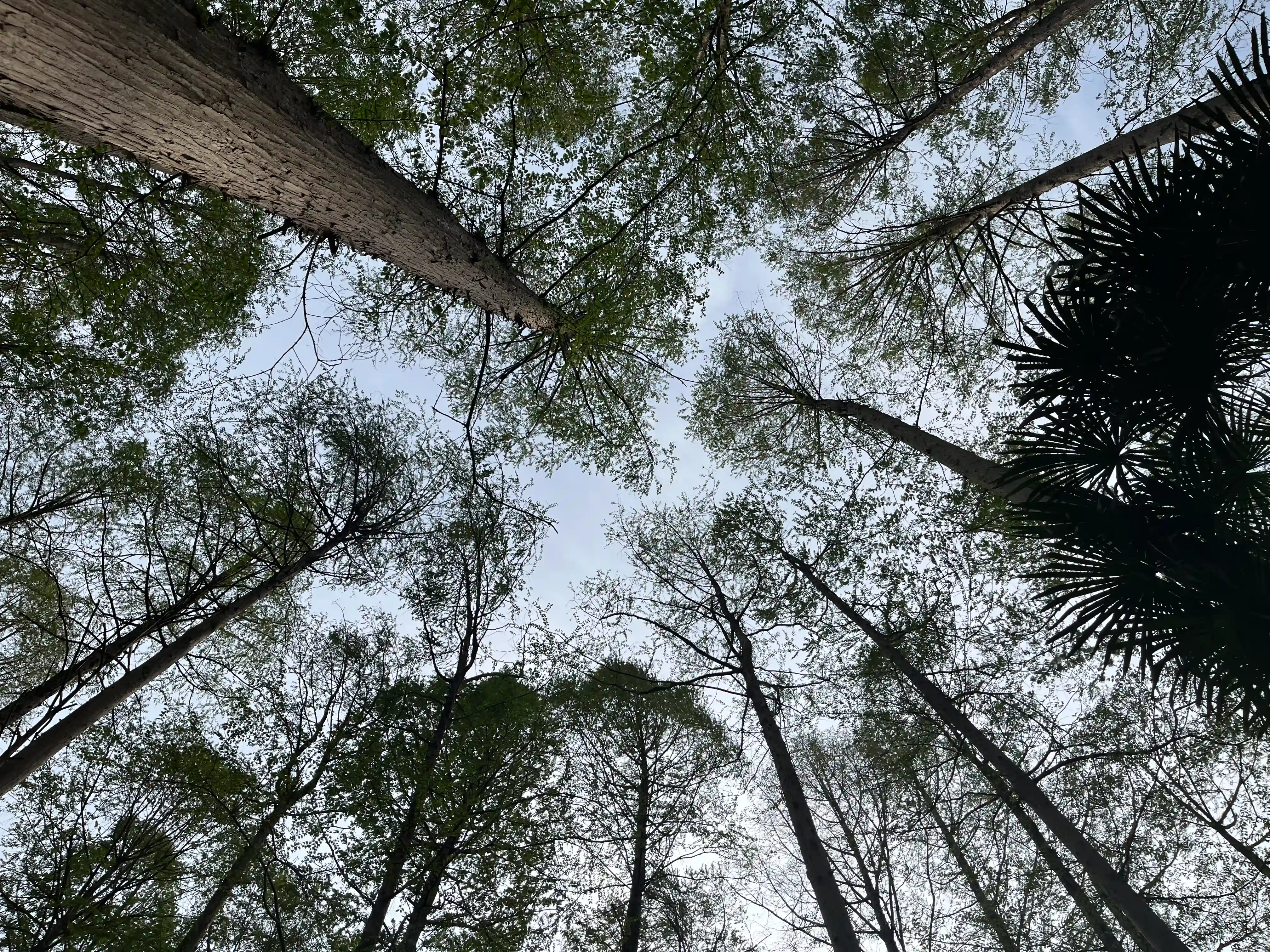 树丛中
